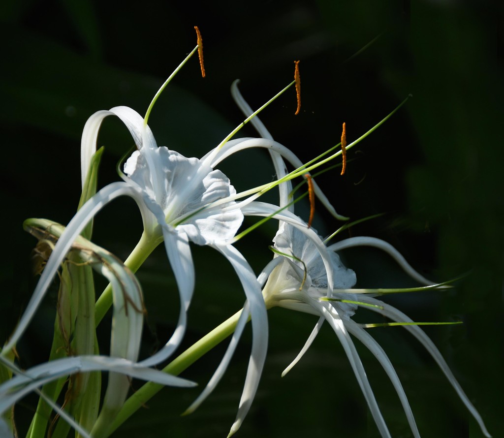 Spider Lilly by joysfocus