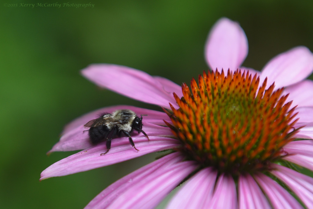 Resting bee by mccarth1