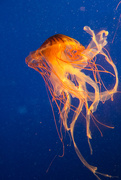 24th Jun 2015 - Jellyfish