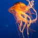 Jellyfish by kph129