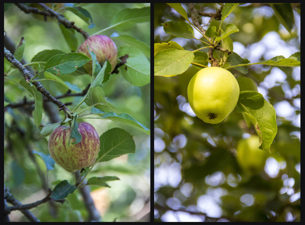 Apples by hjbenson