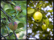 18th Jul 2015 - Apples