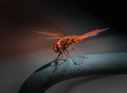 19th Jul 2015 - ~A dragonfly for Vicki~