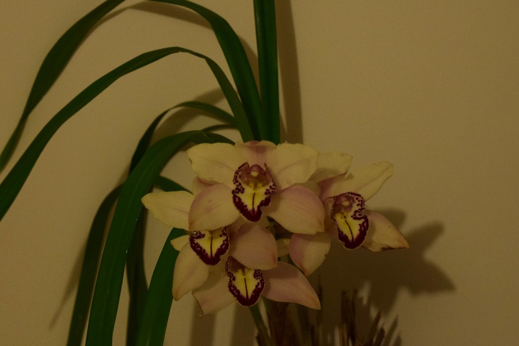 My new Orchid from Koala Gardens. by happysnaps