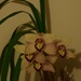 My new Orchid from Koala Gardens. by happysnaps