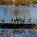 dowse ducks by corymbia