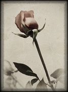 14th Nov 2010 - Vintage Rose