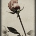 Vintage Rose by aikiuser