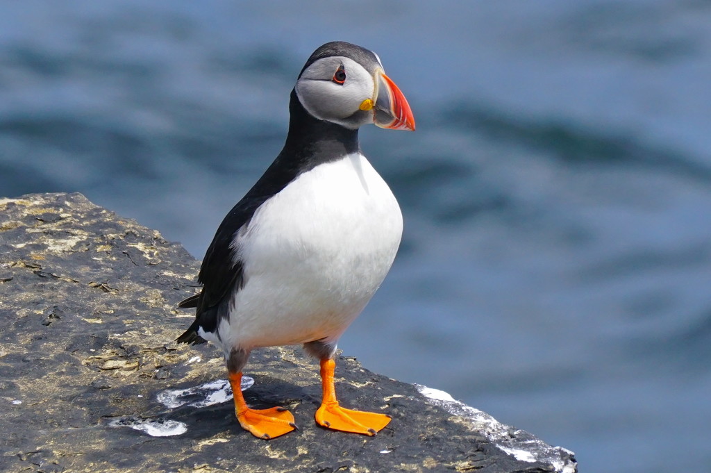 PUFFIN AT FOWL CRAIG by markp