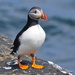 PUFFIN AT FOWL CRAIG by markp