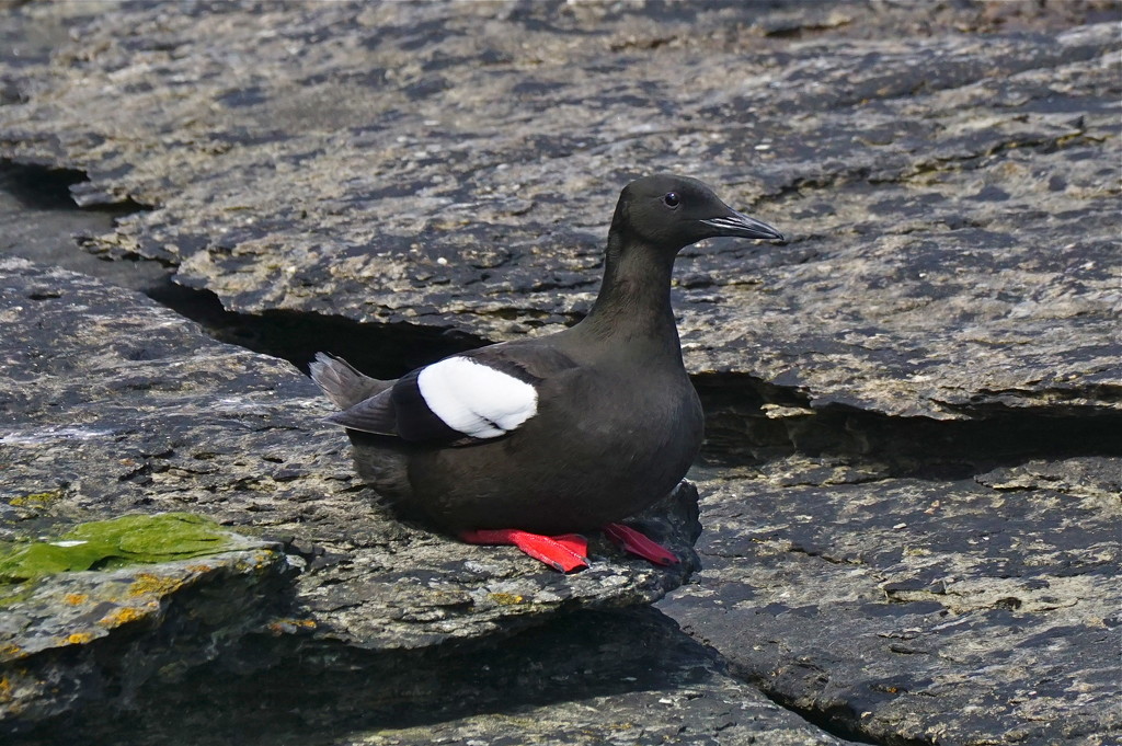 BLACK GUILLEMOT AT MULL HEAD by markp