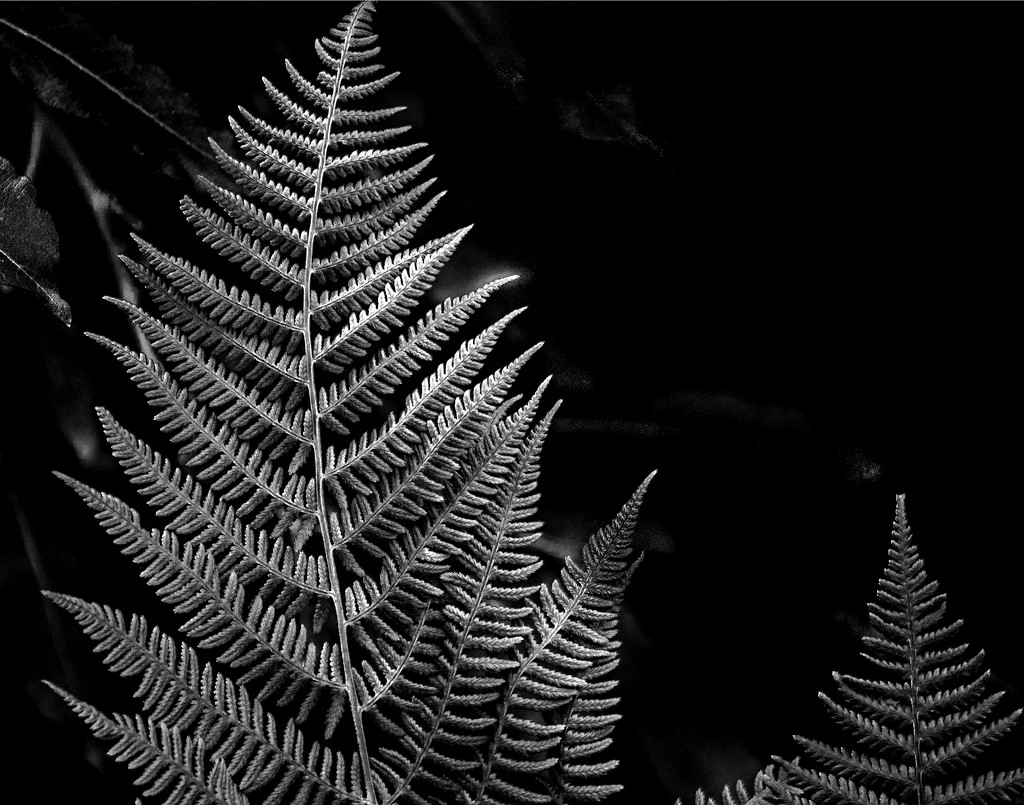 Ferns by tosee