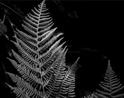 16th Jul 2015 - Ferns