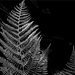 Ferns by tosee