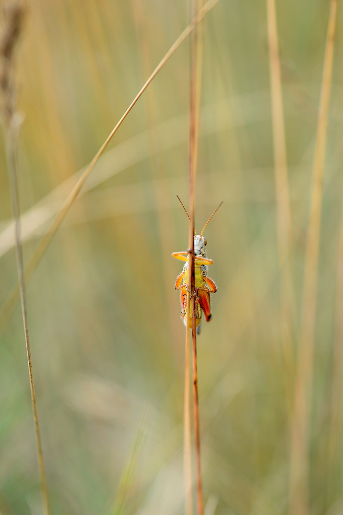 Oh grasshopper! by fayefaye
