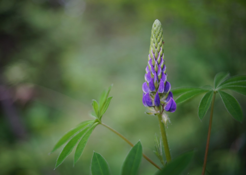 Lupine by tosee