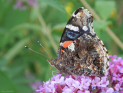 10th Jul 2015 - Red Admiral