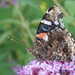 Red Admiral by rhoing