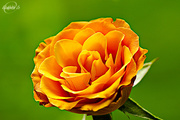 20th Jul 2015 - Orange rose