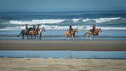 20th Jul 2015 - Horses on the Beach