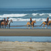 Horses on the Beach by epcello