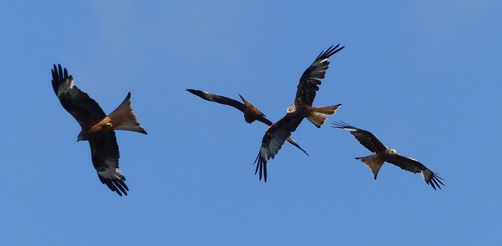 Red Kite Feeding at Bwlch Nant Yr Arian Forestry Recreation Centre by susiemc