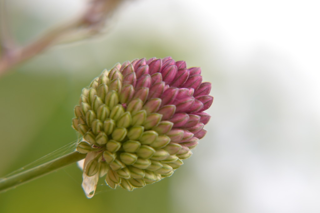 Allium bud by ziggy77