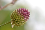 20th Jul 2015 - Allium bud