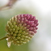 Allium bud by ziggy77