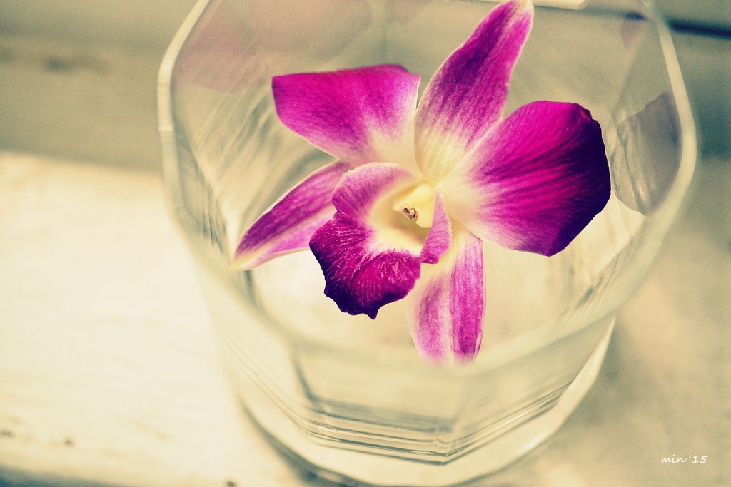 Purple Orchid Garnish by mhei