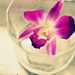 Purple Orchid Garnish by mhei