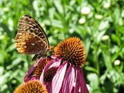 20th Jul 2015 - Have the Flowers - Just Very Few Butterflies