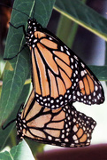 20th Jul 2015 - Monarchs at Rest