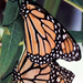 Monarchs at Rest by milaniet