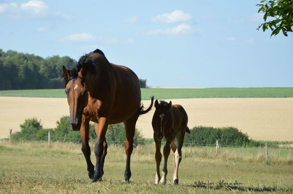 Isba and the foal by parisouailleurs