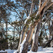 Australian Winter  by nicolecampbell