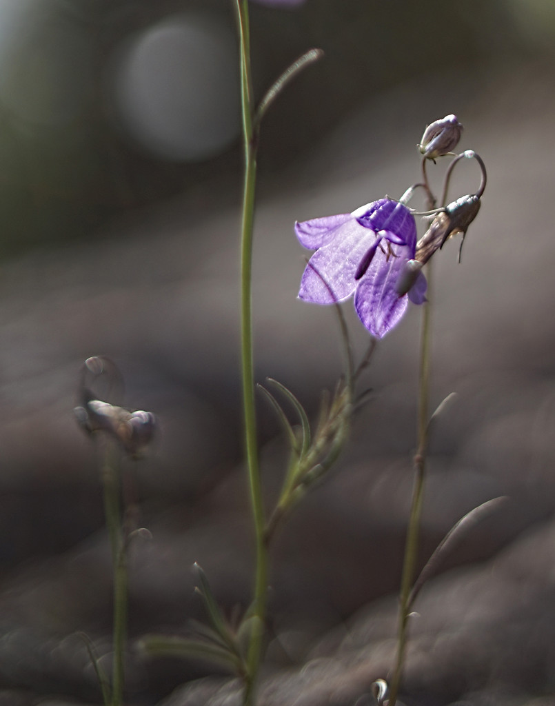 Harebell by tosee