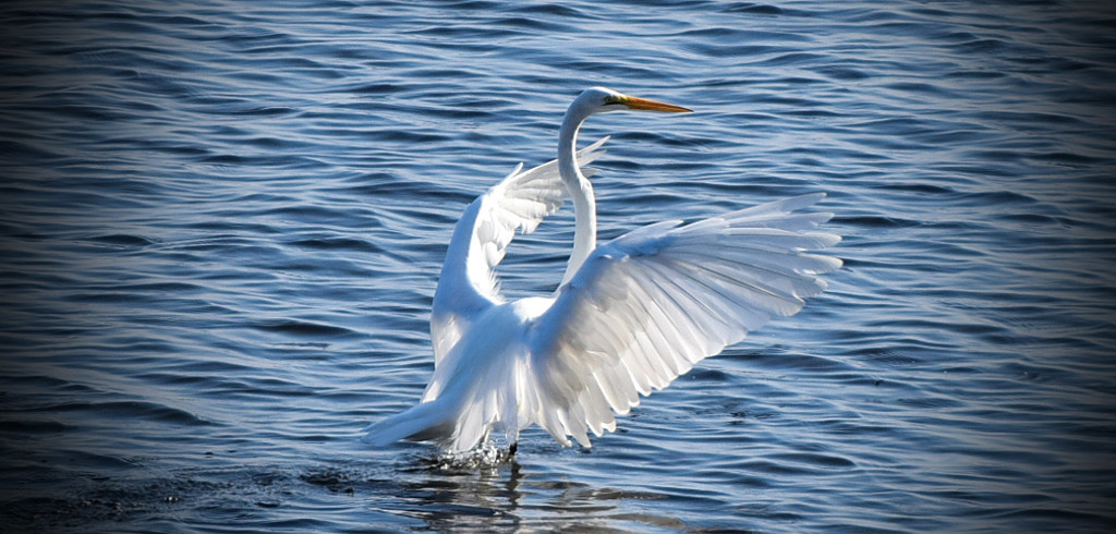 Egret Takeoff by rickster549