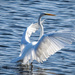 Egret Takeoff by rickster549