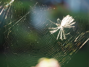 20th Jul 2015 - The Web