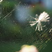 The Web by selkie