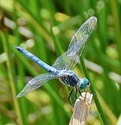 20th Jul 2015 - Blue Dragonfly