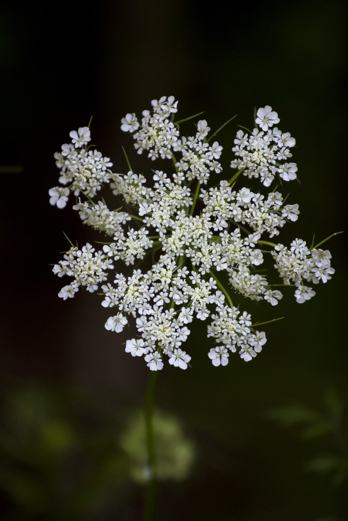 White Flower by hjbenson