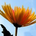 The sun shines down, the flower looks up.... by homeschoolmom