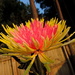 Flower in the summer sunshine... by homeschoolmom