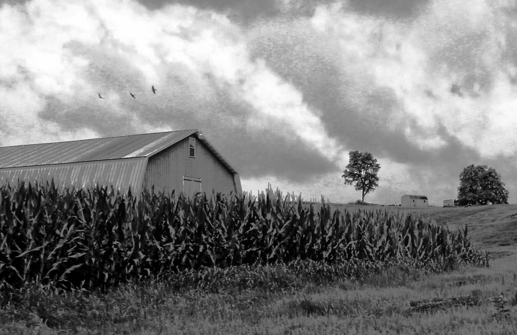 A Farm View In Pencil by digitalrn