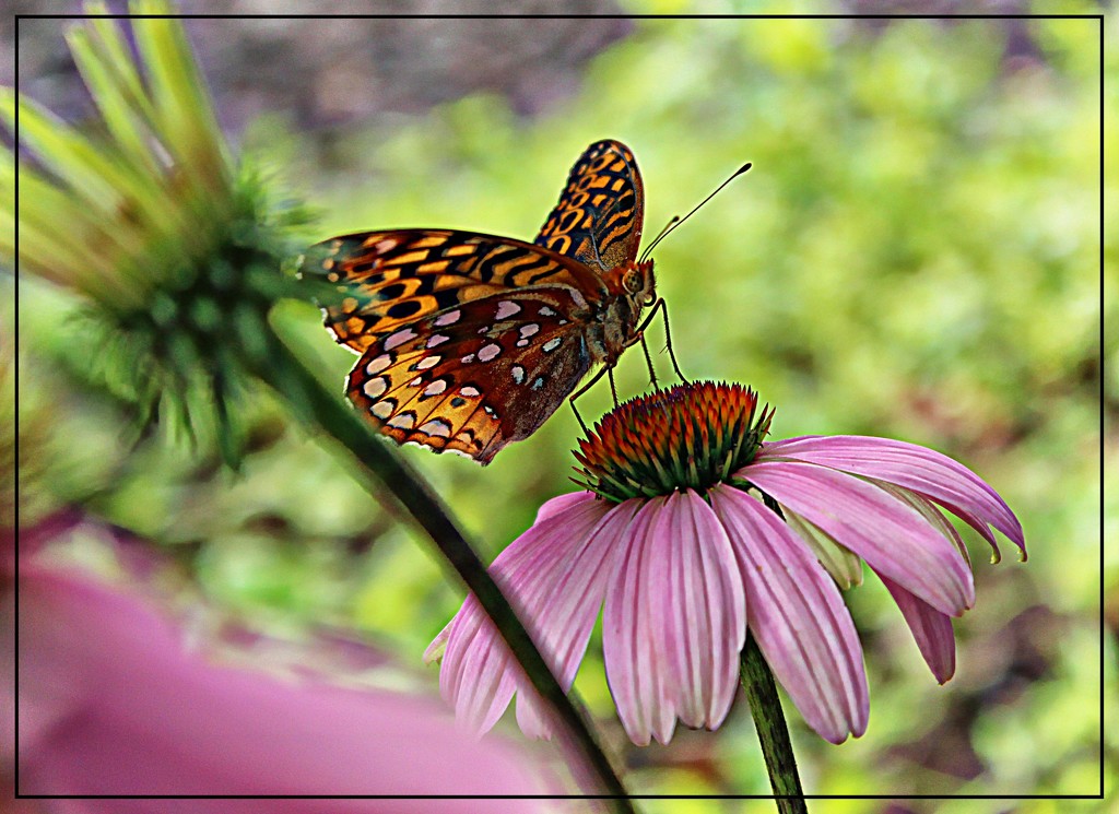 Great Spangled Fritillary by olivetreeann
