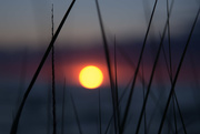 20th Jul 2015 - dune grass and sunset