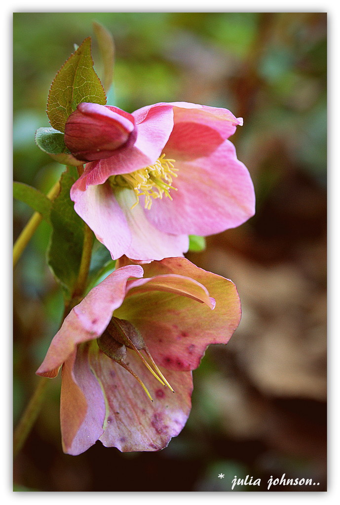 3 stages of Hellebores.. by julzmaioro