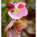 3 stages of Hellebores.. by julzmaioro